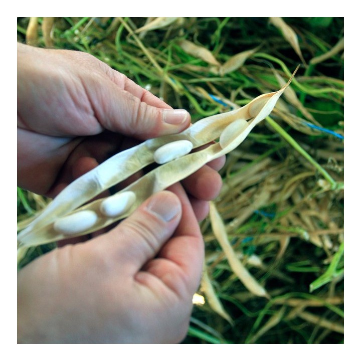 Faba asturiana Campoastur, con denominación de origen IGP. Saco de 500 grs. Productos asturianos